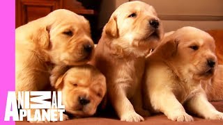 Growing Up Golden Golden Retriever Puppies  Too Cute [upl. by Sallyanne]