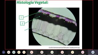 Farmacognosia  Lâminas de Anatomia vegetal [upl. by Oynotna]