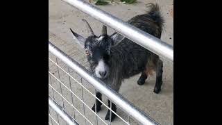 New arrivals at Manor Farm Eastleigh babygoats kids farmlife england [upl. by Nitsed]