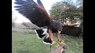 HARRIS HAWK PULLED A DECK OUT WHAT NEXT [upl. by Eelytsirk496]