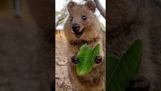 Quokka  The Happiest Animal on Earth shorts quokka animalshorts [upl. by Nanis]