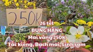 26 tết Chợ hoa tết Trường đua Phú Thọ q11 BUNG HÀNG RỒI Mai vàng 250k Tắc kiểng đẹp Bạch mai [upl. by Ennagem]