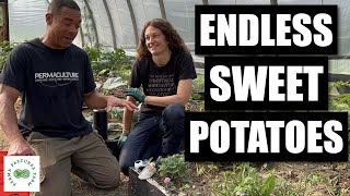 Planting Our First Homegrown Sweet Potato Slips [upl. by Gelb]