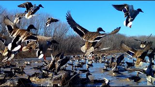 MALLARDS PINTAILS WHITE FRONTS CANADA GEESE WATER FOWL FEEDING RIVER OXBOW MARSH HAWK [upl. by Kristos]