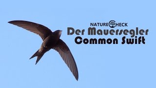 Der Mauersegler  The Common Swift [upl. by Annid533]