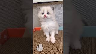 Ragdoll Kitten Cuteness Overload ragdollkitten catshorts ragdollcat cutecat [upl. by Oiril417]