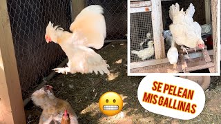 Pelea de gallinas en GALLINERO Y MIRA LO QUÉ PASÓ [upl. by Lacsap642]