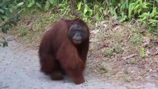 Encuentro con un orangután macho alfa en Borneo [upl. by Iror]