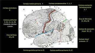 NEUROANATOMÍA CLASE 2 CORTEZA CEREBRAL GIROS SURCOS ETC [upl. by Aicercul]