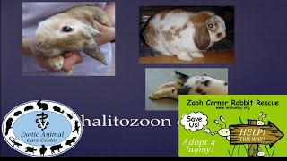 Common Rabbit Diseases amp Illnesses  E Cuniculi [upl. by Fritts]