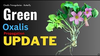 Green oxalis triangularis plant care Update video GardenArcX EP93 [upl. by Demaggio]