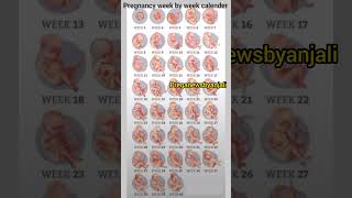 Week by week pregnancy calender 🙏 Embryonic development ❤️shortvideo pregnant [upl. by Muraida456]