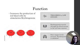 Hormone Presentation  Erythropoietin [upl. by Drucy287]