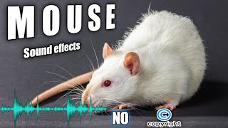 Cats mouse sounds mice noises and mouse sound effect without copyright [upl. by Annaid]