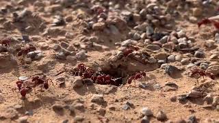 Pogonomyrmex occidentalis queen ants and drones practicing a nuptial flight [upl. by Ennael]