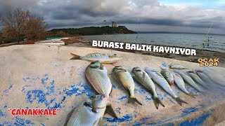 ECEABAT BALIK AVI  YEMLİ ÇUPRA ve MIRMIR fishing balıkavı çanakkale [upl. by Iahk954]