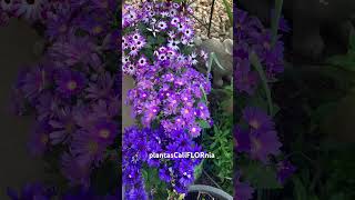 Osteospermum pericallis blooming in March 262024 [upl. by Anoit843]