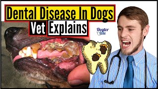 Why Does My Dogs Breath SMELL SO BAD  Dental Disease in Dogs  Vet Explains  Dogtor Pete [upl. by Leduar257]