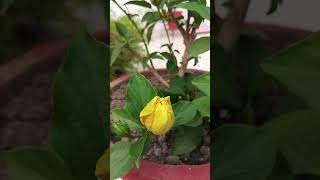 Gulab Ka Phool bahut Khubsurat [upl. by Musihc609]