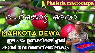 മഹ്കോട്ട ദേവാ  MAHKOTA DEWA FRUIT  Gods Crown  ഈ പഴം ഉണക്കിക്കഴിച്ചാൽ ഷുഗർ സാധാരണനിലയിലാകും [upl. by Kennet]