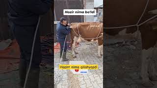 Biladiganlar bormi buqa buqaboqish buqalar mol qoy cow qoybozor molbozor hokiz rek bull [upl. by Isia]