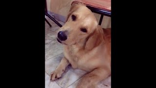 Dogs React to Different Sounds Tiktok Compilation shorts [upl. by Terrye941]