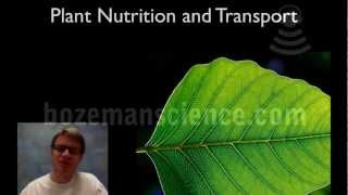 Plant Nutrition and Transport [upl. by Daeriam]