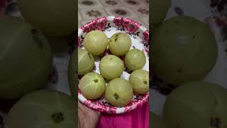 Nelika fruit  Amla  Tamil videos [upl. by Aerdnna]