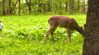 Wild Deer Befriends Two Hunters [upl. by Rafaelita]