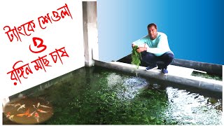 ট্যাংকে শেওলা ও রঙ্গিন মাছ চাষ। Cultivation of algae and colored fish in tanks [upl. by Norit]