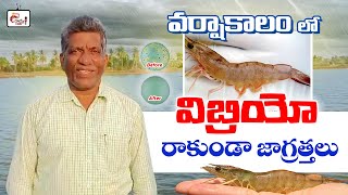 Vibrio disease management in monsoon season  shrimp farming [upl. by Nonek302]