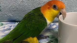 White Bellied Caique Funny  Caique Parrot Talking [upl. by Swithin]