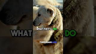 How GREAT PYRENEES Dogs Fight WOLVES to Defend Sheep  JRE joerogan jre animalshorts [upl. by Ostler]