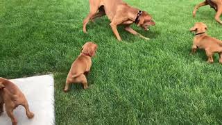 Vizsla puppies [upl. by Christal454]