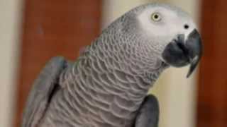 Nigel The British Parrot Reunited With Owner After Four Years Now Speaks Spanish [upl. by Terzas]