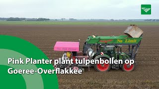 Pink Planter plant tulpenbollen op GoereeOverflakkee [upl. by Arvonio]