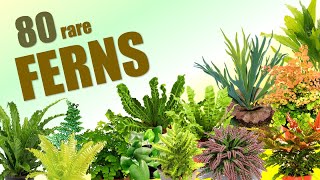 80 FERN SPECIES  HERB STORIES [upl. by Attah]