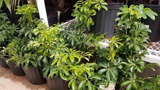 How To Take Care of the Schefflera Arboricola  Donna Joshi [upl. by Aidaas808]