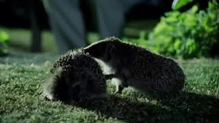 Hedgehog Mating Rituals  Life of Mammals  BBC Earth [upl. by Petty]