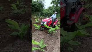 Mini Tractor Massey Ferguson 6026 In Banana Farm [upl. by Remlap689]