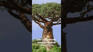 Baobab baobabtreehousedeforestationafrica [upl. by Adnylam]