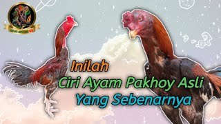 Ciri Ayam Pakhoy Asli [upl. by Initsed]