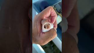 Small sea monster the tongueeating fish parasite or Cymothoa exigua shorts [upl. by Ynove]