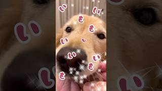 いもいもうるさい動画。ゴールデンレトリバー 芋大型犬と暮らす [upl. by Llerdnod]