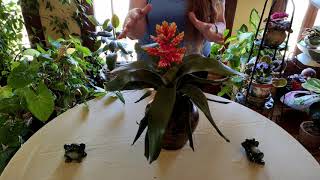 Bromeliad Indoor Care What to Know [upl. by Naujuj801]