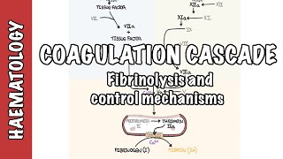 Coagulation Cascade and Fibrinolysis  clotting factors regulation and control mechanism [upl. by Merrick516]