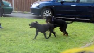 STAFFORDSHIRE BULL TERRIER and ROTTWEILER playing [upl. by Eerihs]