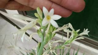 Tuberose  Complete Blooming Season Start to End  Polianthes Tuberosa [upl. by Zap]