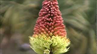 Feature Plants  Kniphofia uvaria Red Hot Poker [upl. by Madid]