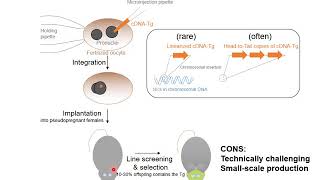 Immunology  Antibody BCR and TCR Diversity [upl. by Netfa]